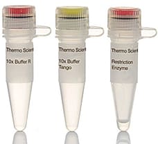 HindIII restriction enzyme