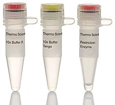 HindIII restriction enzyme