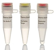 HindIII restriction enzyme