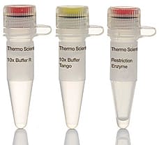 HinfI restriction enzyme