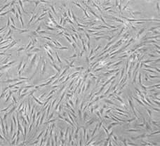 Adipose derived Human Mesenchymal stem cells  (hADMSC)-HA-1001