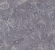 Human Liver Hepatocytes-HL-1601