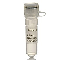 Lambda DNA (dam-, dcm-), 500 g