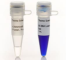 Lambda DNA/EcoRI Marker, 5 x 50 g