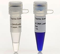 Lambda DNA/EcoRI+HindIII Marker, 5 x 50 g