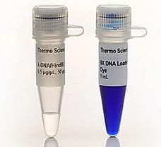 Lambda DNA/HindIII Marker, 5 x 50 g