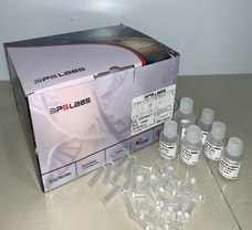 MAGPrep Stool DNA Isolation Mini Kits, 50 Prep