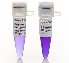 MassRuler Express Forward DNA Ladder Mix  ready-to-use