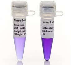 MassRuler Express LR Forward DNA Ladder  ready-to-use