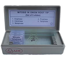 Mitosis Onion Root Tip Slide (set of 5)