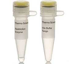 MspI (HpaII) restriction enzyme