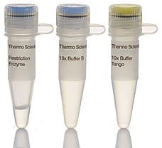 MssI (PmeI) restriction enzyme