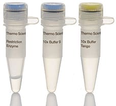 MssI (PmeI) restriction enzyme