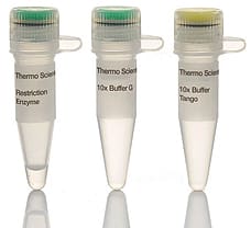 MunI (MfeI) restriction enzyme