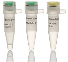 MunI (MfeI) restriction enzyme