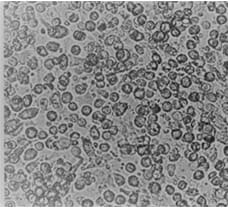 Mus Liver Mast cells-ML-3602