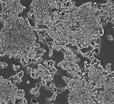 Mus Pancreatic Islets cells- MP-3701