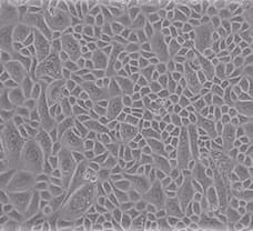 Mus Skin Epithelial cells- MS-3801