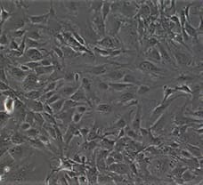 Mus Skin Fibroblast cells- MS-3802