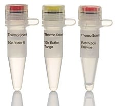 Mva1269I (BsmI) restriction enzyme