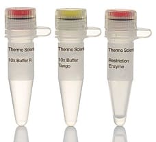 MvaI (BstNI) restriction enzyme