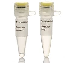 NcoI restriction enzyme