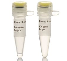 NcoI restriction enzyme