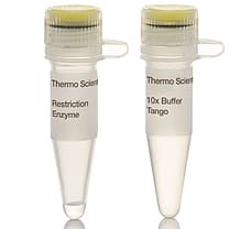 NcoI restriction enzyme