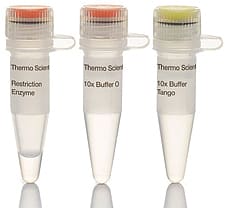 NdeI restriction enzyme