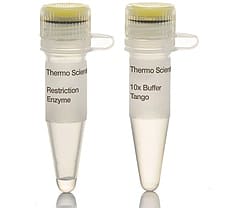 NheI restriction enzyme