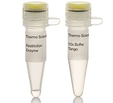 NheI restriction enzyme