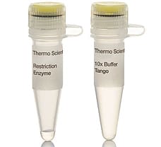 NheI restriction enzyme