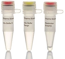 NmuCI (Tsp45I) restriction enzyme