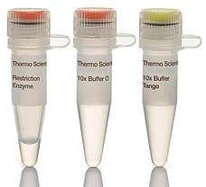 NotI  HC restriction enzyme