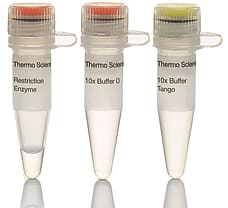 NotI restriction enzyme