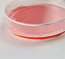 Nunc Cell Culture/Petri Dishes 100 mm