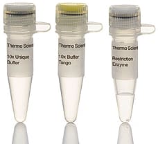 PacI restriction enzyme