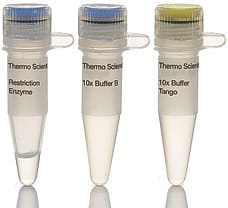 PaeI (SphI) restriction enzyme