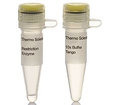 PdmI (XmnI) restriction enzyme