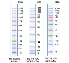 Prestained Protein Ladder (MBT092-100LN)