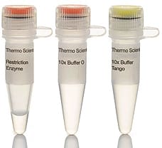 PstI restriction enzyme