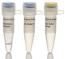 PsuI (BstYI) restriction enzyme