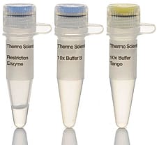 PsyI (Tth111I) restriction enzyme