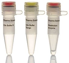 PvuI restriction enzyme