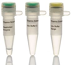 PvuII  HC restriction enzyme