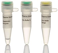 PvuII restriction enzyme