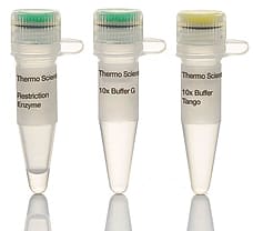 PvuII restriction enzyme