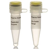 RsaI restriction enzyme