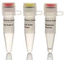 RseI (MslI) restriction enzyme