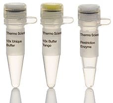 SacI restriction enzyme